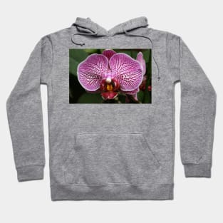 Purple Orchid Hoodie